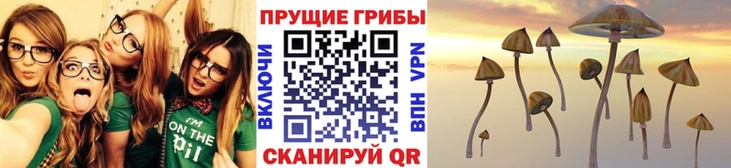 Купить где  Починок  Галлюциногенные грибы прущие грибы 